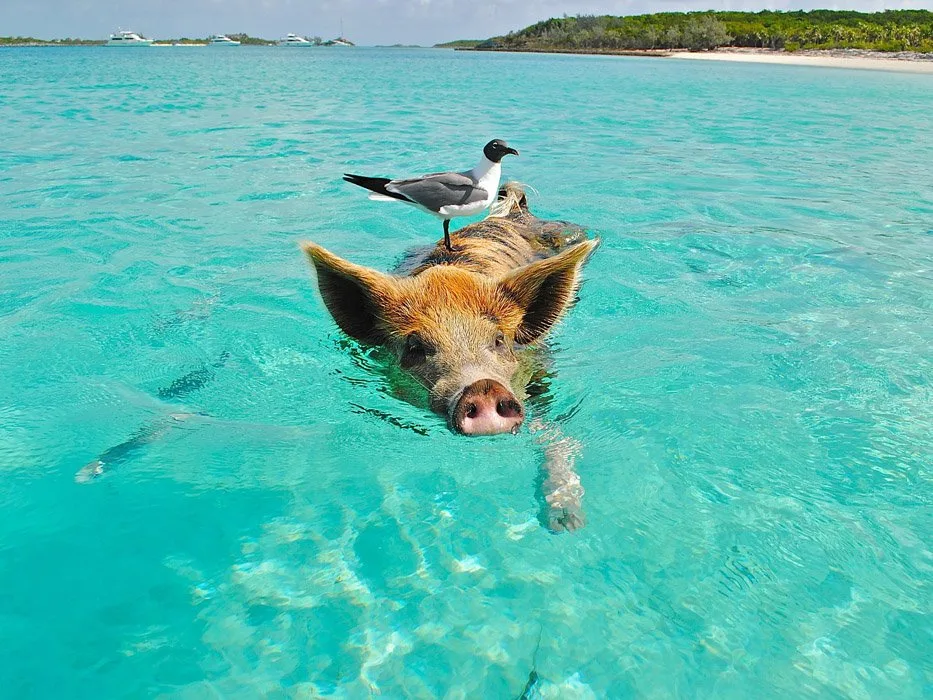A swimming pig in the shallow turquoise water of the Exuma cays